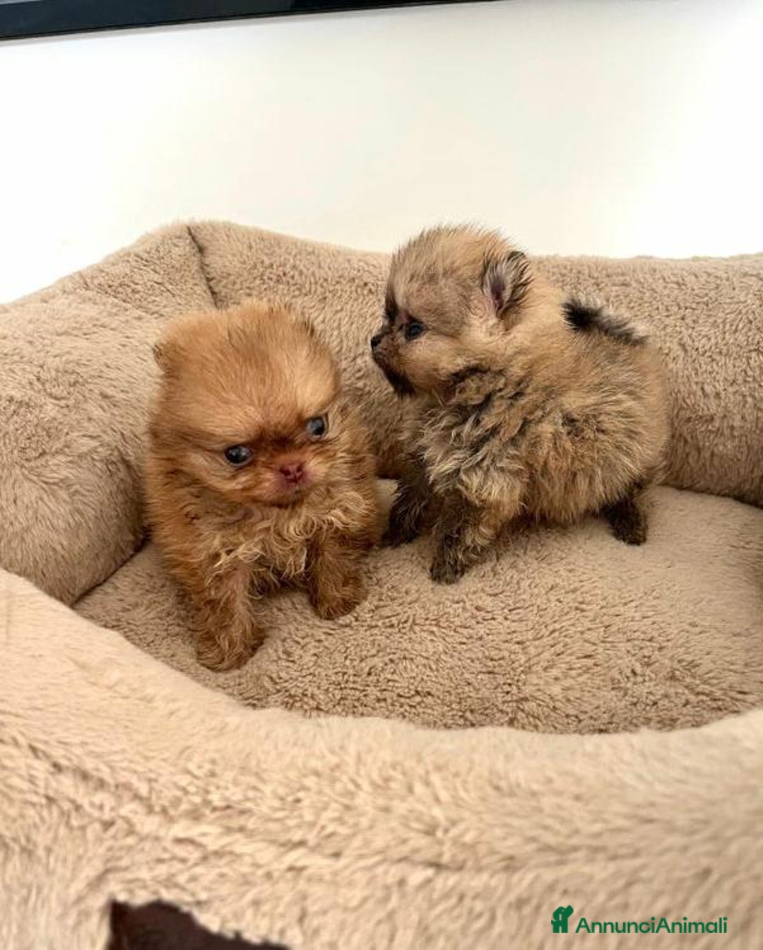 Volpino Pomerania cani in vendita: Cuccioli di Pomerania!  - Annuncio 7