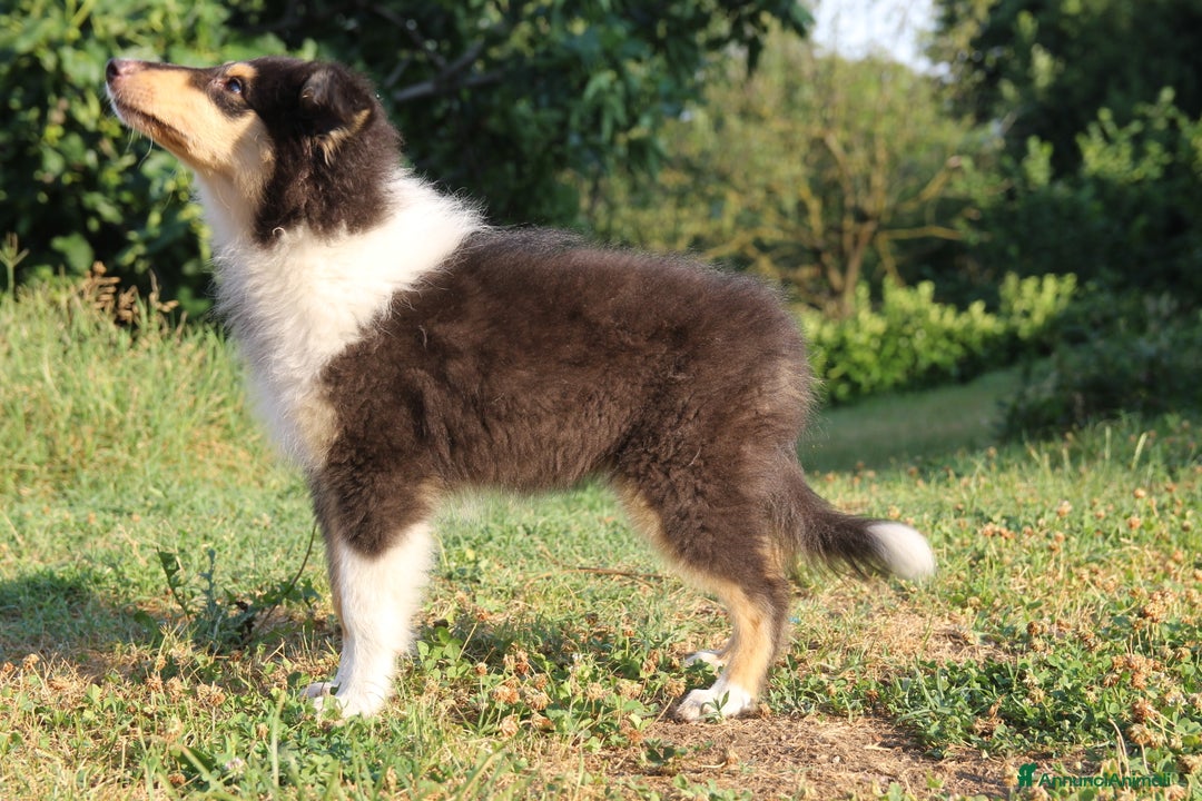 Collie cani in vendita: Cucciola tricolore  a Province of Como - Immagine 2
