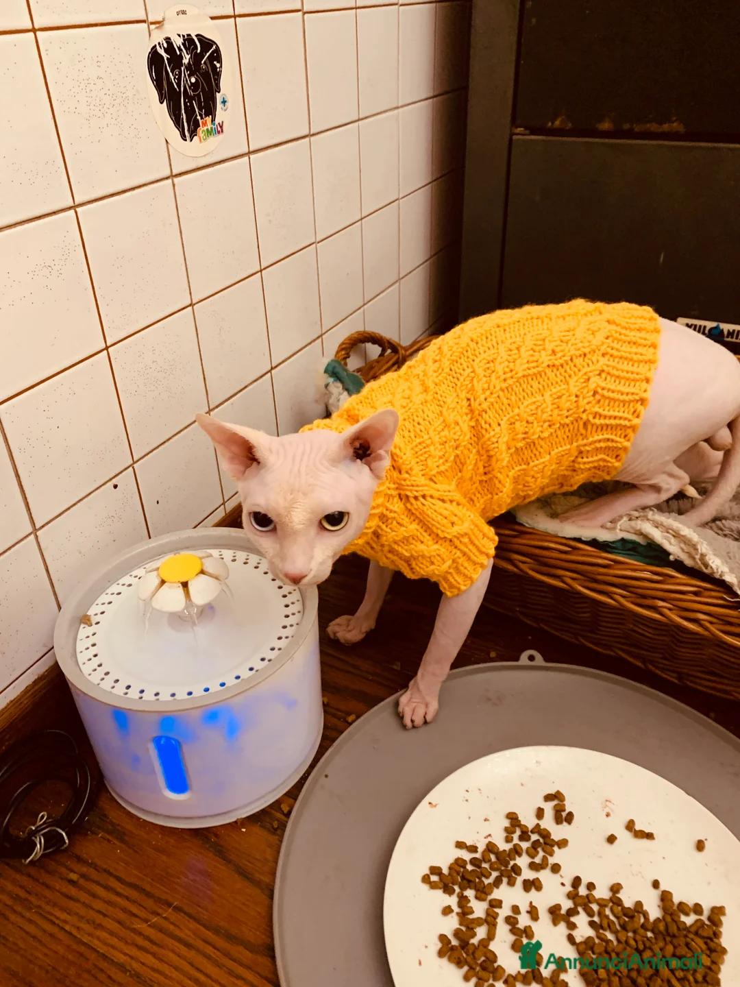 Sphynx gatti per accoppiamento: Sphynx per accoppiamento, maschio - Annuncio 3