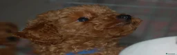 Barboncino Toy cani in vendita: Barboncino Toy rosso  a Città Metropolitana di Venezia - Annuncio 3
