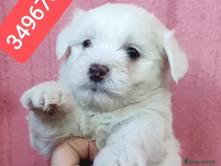 Maltese cani MALTESE ultimo stupendo batuffolo - Annuncio 2