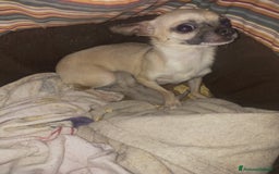 Chihuahua cani in vendita: CHIHUAHUA  a Città Metropolitana di Cagliari - Immagine 4