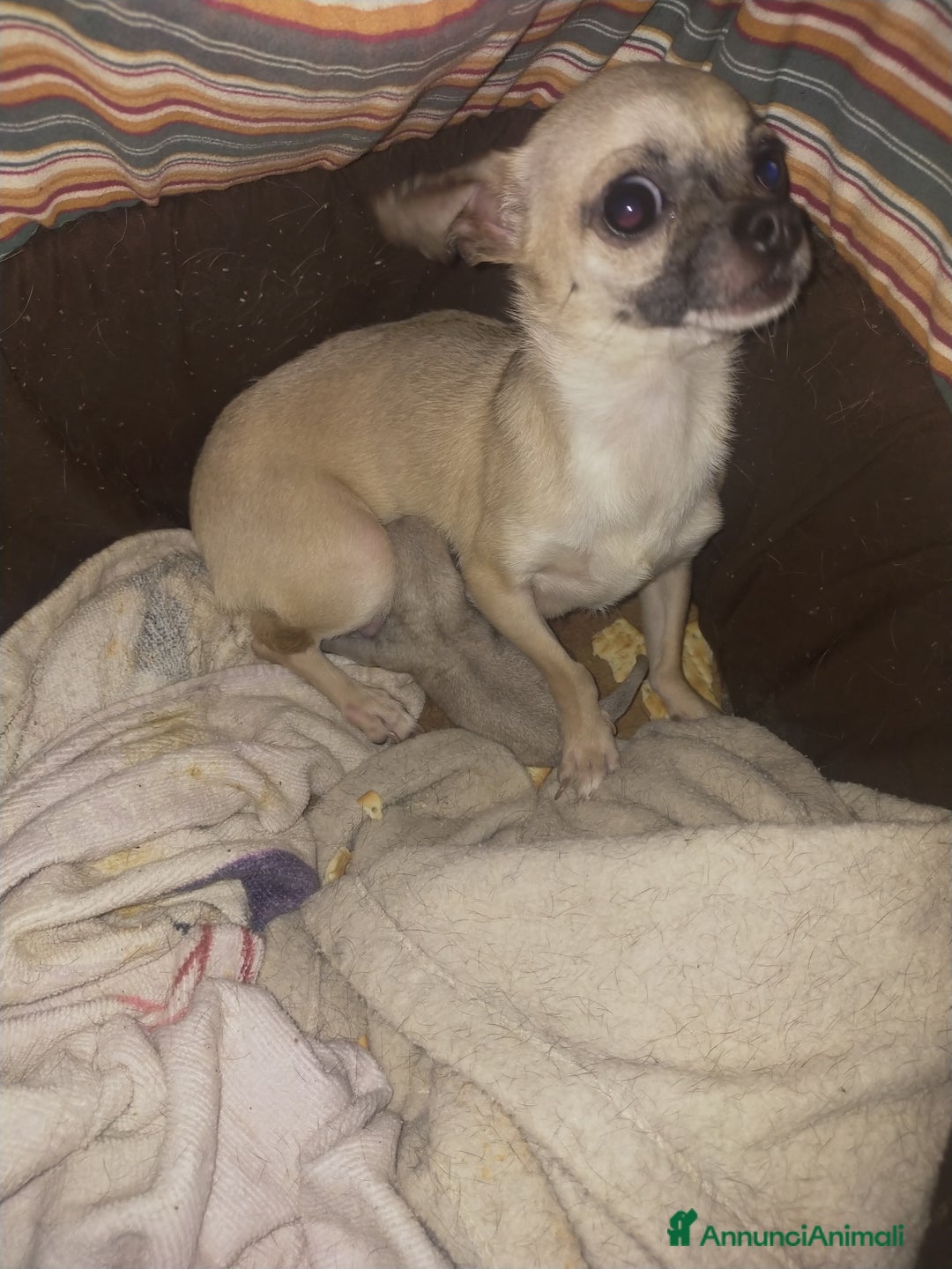 Chihuahua cani in vendita: CHIHUAHUA  a Città Metropolitana di Cagliari - Immagine 4