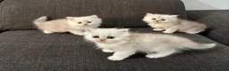 Persiano gatti in vendita: Gattini cuccioli persiano  - Annuncio 4