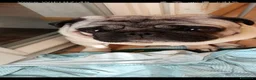 Carlino cani in regalo: cane carlino maschio - Annuncio 1