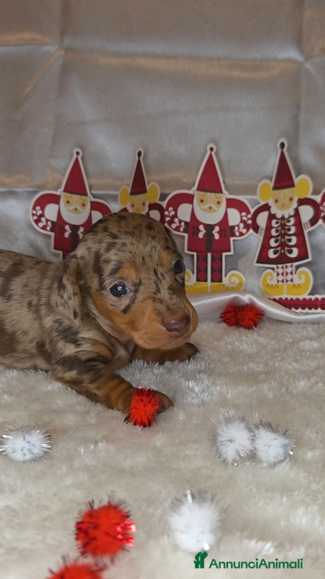 Bassotto cani in vendita: BASSOTTO ARLECCHINO CHOCOLATE - Annuncio 3