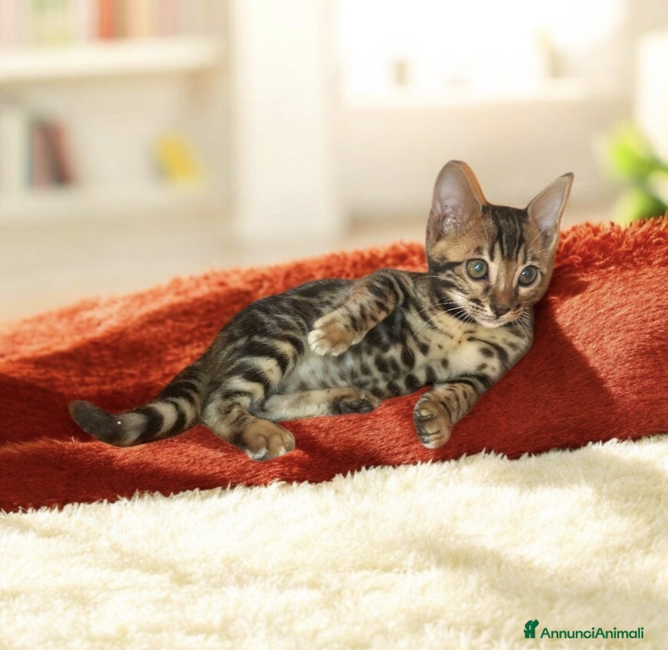 Bengala gatti Gattini del Bengala  - Annuncio 2