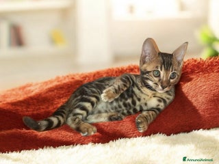 Bengala gatti Gattini del Bengala - Annuncio 1