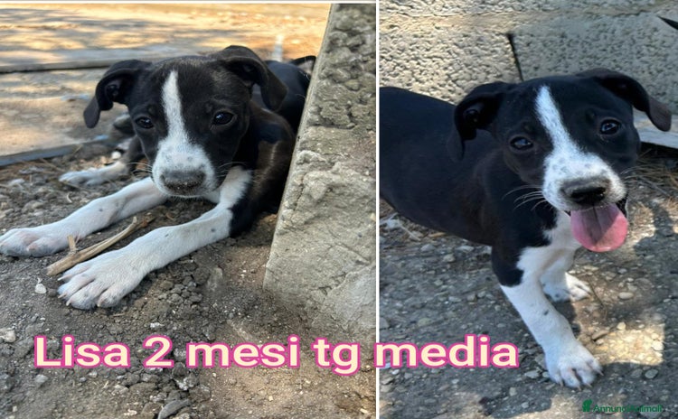 Meticcio cani a Città metropolitana di Milano - Annuncio 11