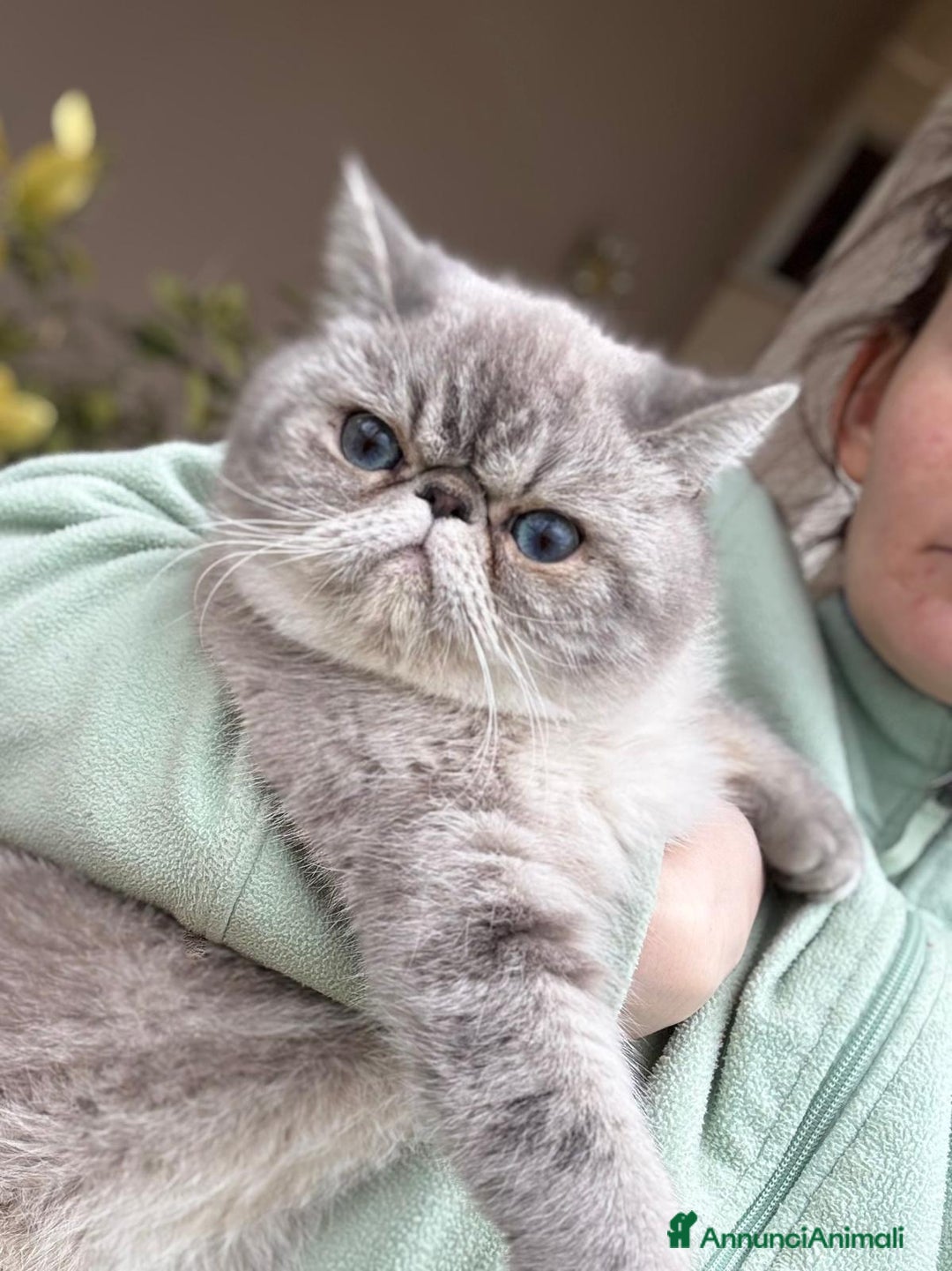 Exotic Shorthair gatti in vendita: Exotic Shorthair  - Annuncio 3