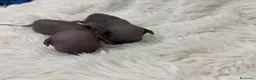 Sphynx gatti in vendita: Sphynx o gatto nudo - Annuncio 8