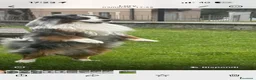 Miniature American Shepherd cani per accoppiamento: Cercasi femmina per accoppiamento  - Annuncio 3