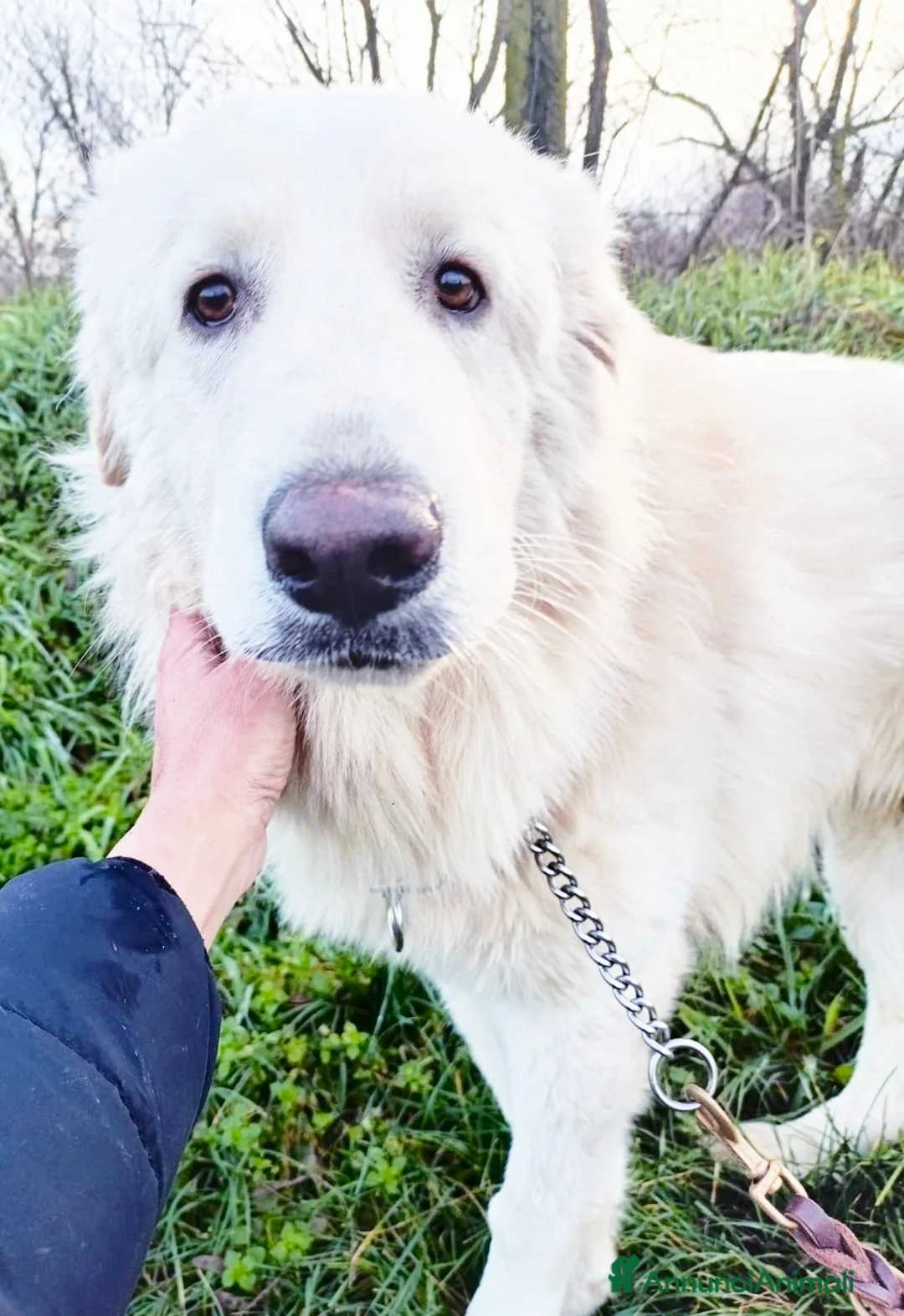 Cane da Montagna dei Pirenei cani in regalo: Cucciolone Patou raggio di luna: candido e buono - Annuncio 4