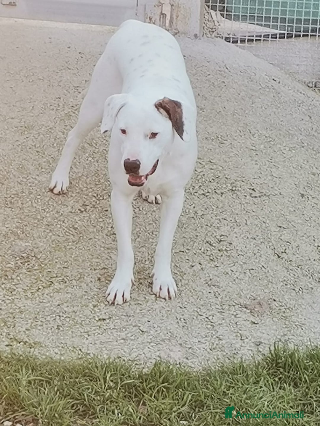 Meticcio cani in regalo: Mix Dogo/Pitt 3anni femmina non trova casa.CASERTA a Città Metropolitana di Milano - Annuncio 4