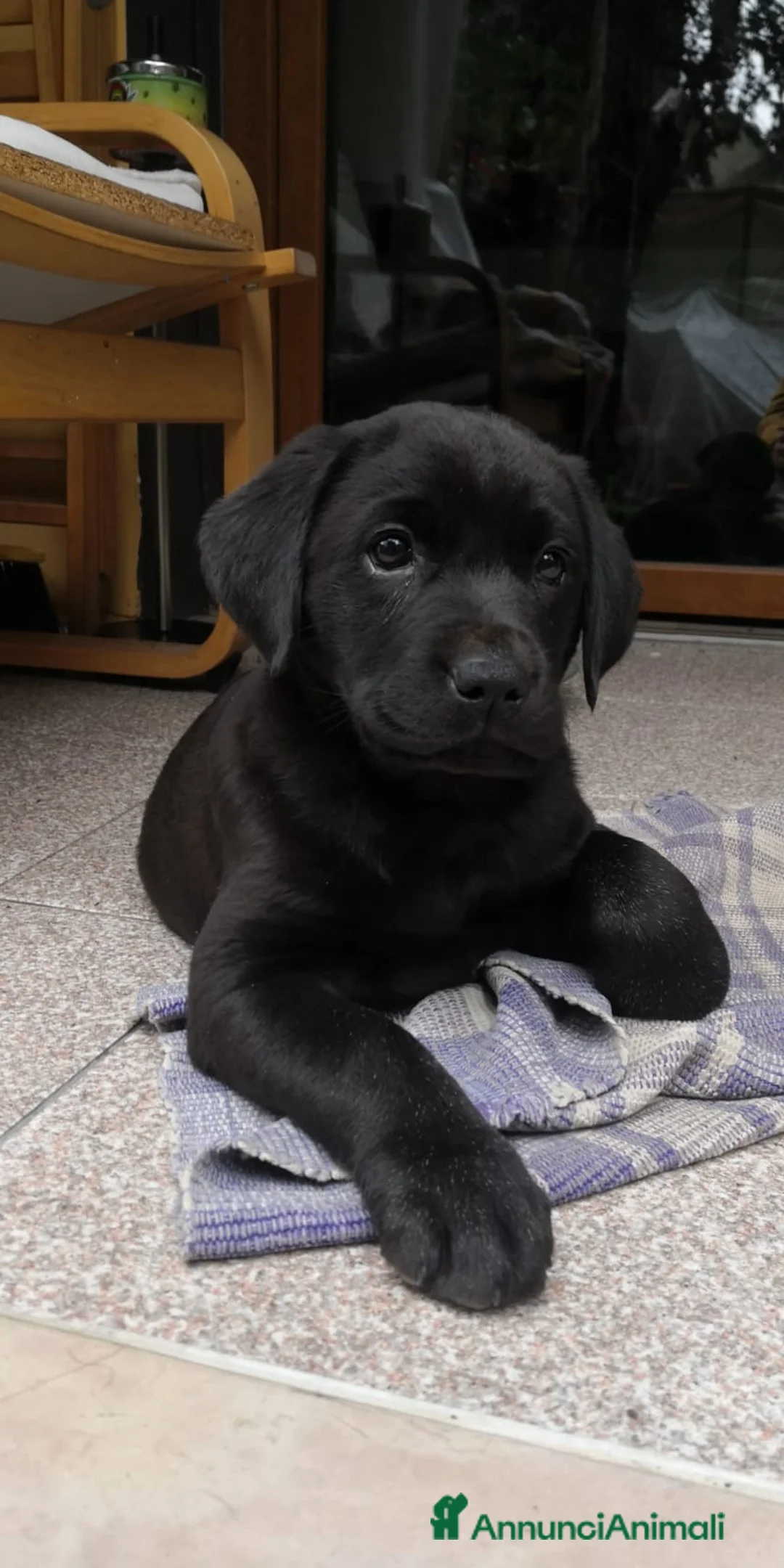 Labrador cani in vendita: Cuccioli di Labrador Retriever neri - Annuncio 5