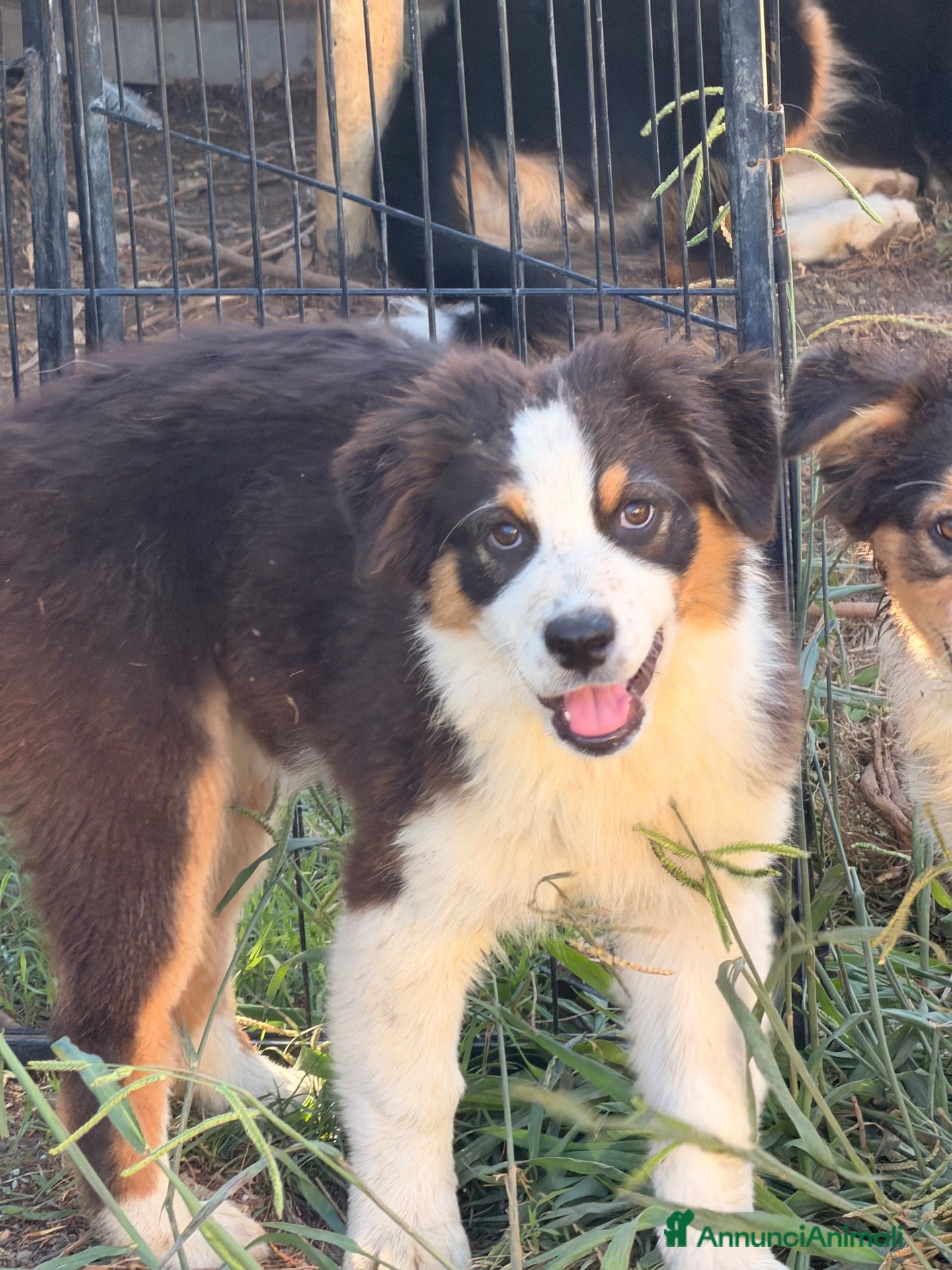 Australian Shepherd cani Cucciola pastore asutraliano  - Annuncio 24