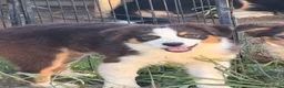 Australian Shepherd cani in vendita: Cucciola pastore asutraliano  a Provincia di Brescia - Annuncio 1