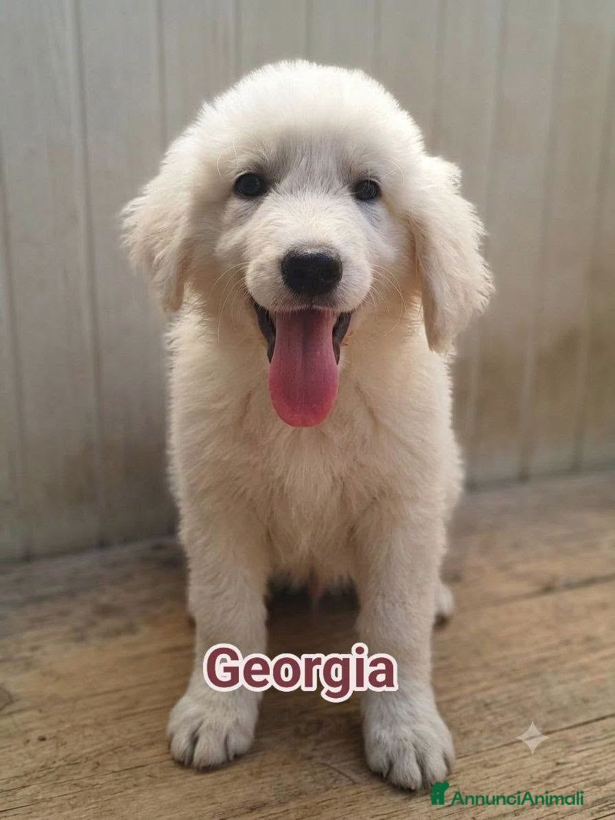 Pastore Abbruzzese Maremmano cani GEORGIA JENNA  - Annuncio 18