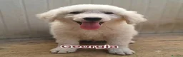 Pastore Abbruzzese Maremmano cani in regalo: GEORGIA JENNA  - Annuncio 1