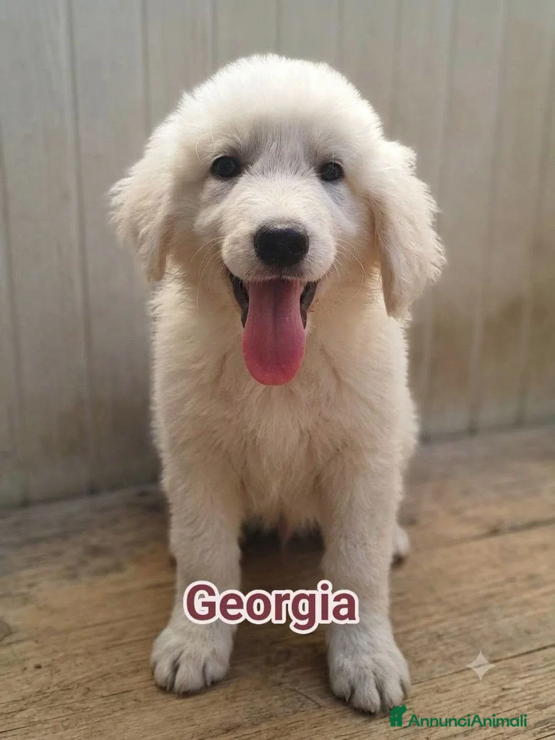 Pastore Abbruzzese Maremmano cani in regalo: GEORGIA JENNA  - Annuncio 1