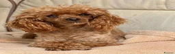 Barboncino Toy cani in vendita: Adorabili cuccioli maschi di Barboncino Toy - Annuncio 2