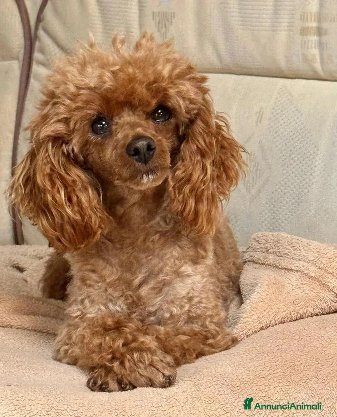 Barboncino Toy cani in vendita: Adorabili cuccioli maschi di Barboncino Toy - Annuncio 2