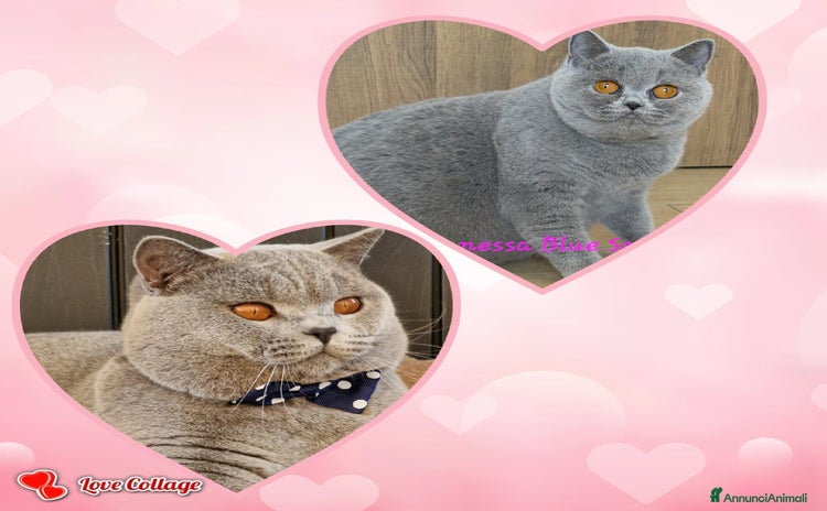 British gatti Femmina British shorthair - Annuncio 9