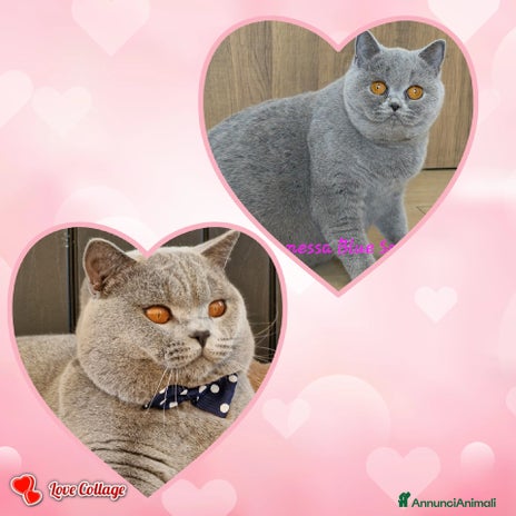 British gatti Femmina British shorthair - Annuncio 2