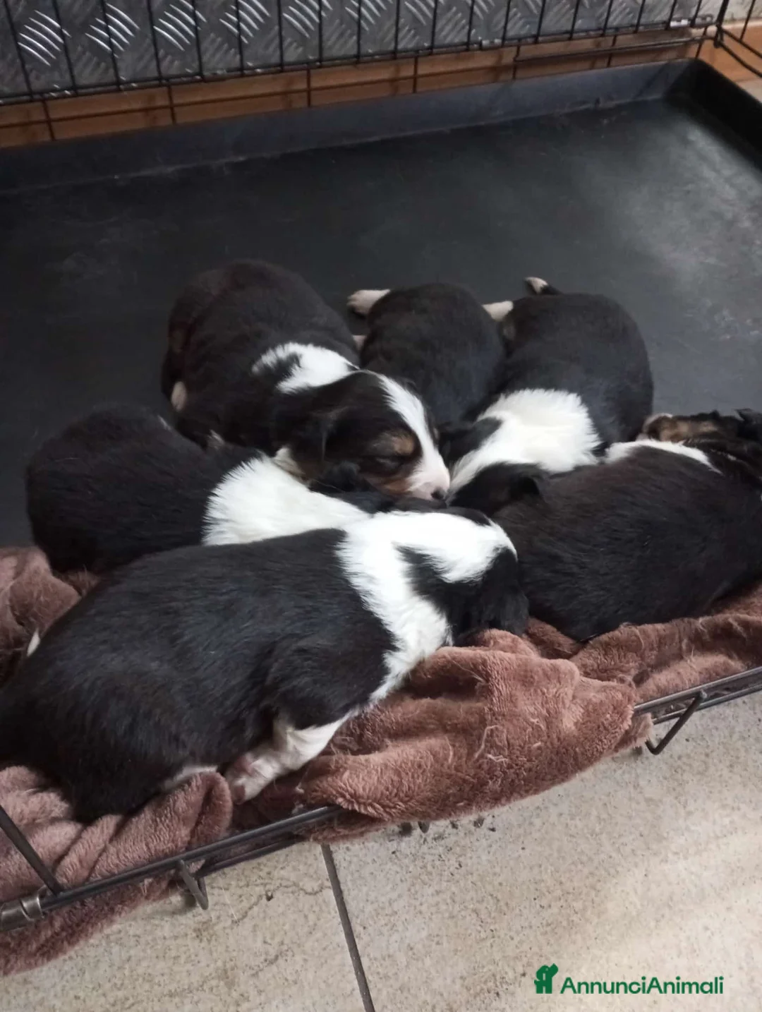 Border Collie cani in vendita: Cuccioli di border collie - Annuncio 6