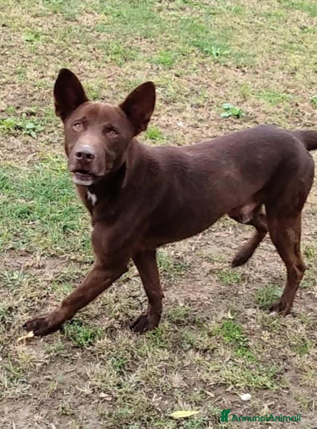 Meticcio cani in regalo: Aron cerca casa - Annuncio 6