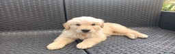 Golden Retriever cani in vendita: Golden retriever con pedigree  - Annuncio 5