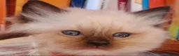 Ragdoll gatti in vendita: Ragdoll cucciolo  - Annuncio 7