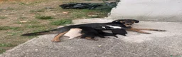 Meticcio cani in regalo: Dolci cagnoline cercano casa  - Annuncio 7