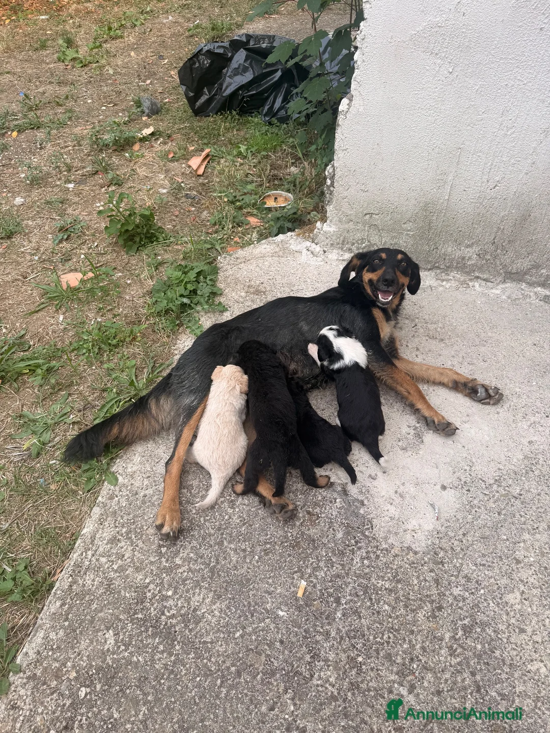 Meticcio cani in regalo: Dolci cagnoline cercano casa  - Annuncio 7
