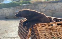 Labrador cani in vendita: Meraviglioso cucciolo di labrador chocolate puro a Città metropolitana di Palermo - Immagine 22