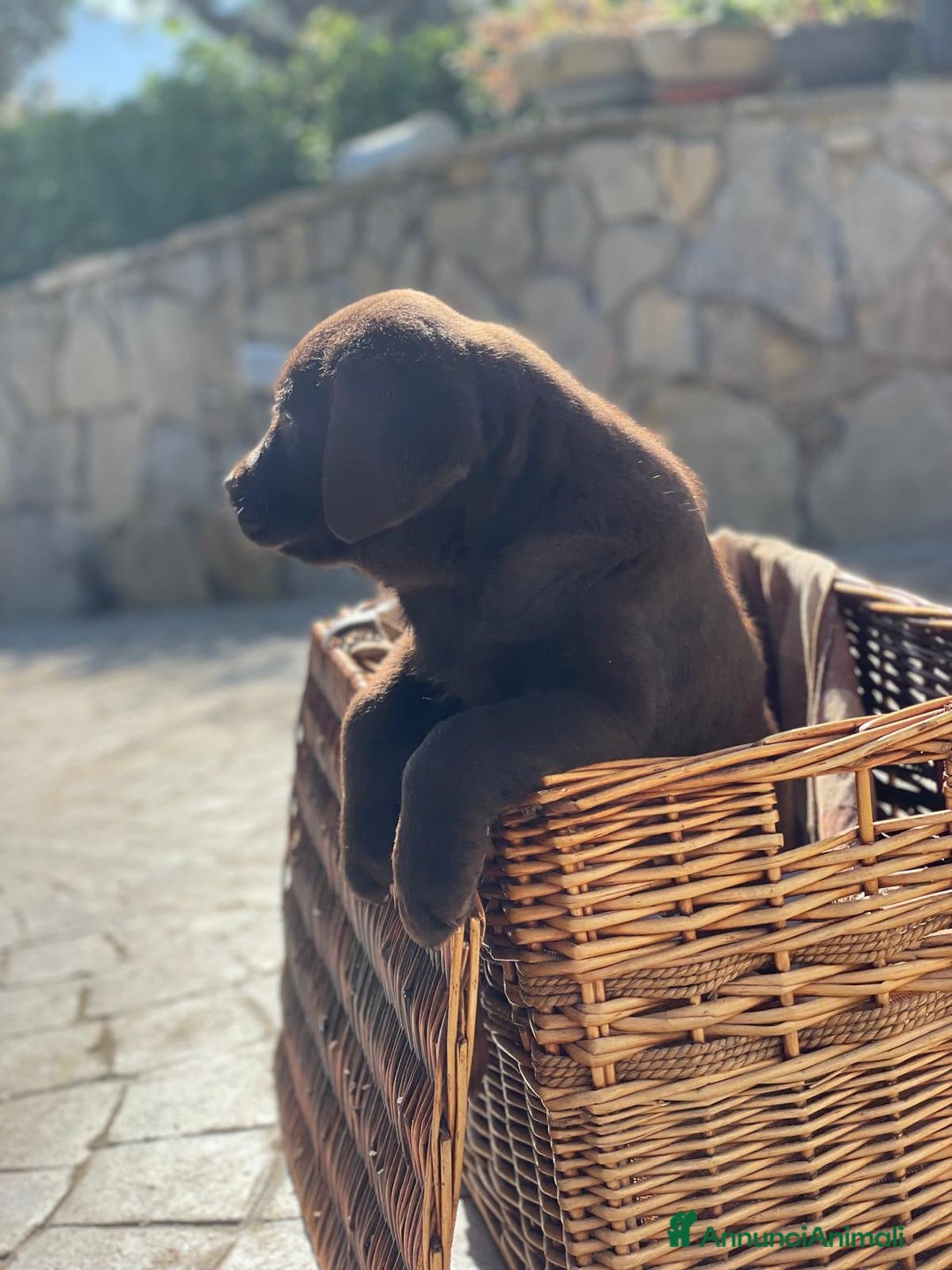 Labrador cani in vendita: Meraviglioso cucciolo di labrador chocolate puro a Città metropolitana di Palermo - Immagine 22