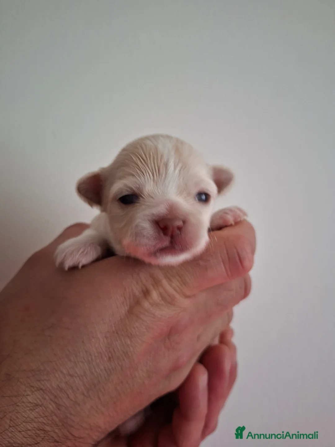 Chihuahua cani in vendita: 4 femmine chihuahua  - Annuncio 5