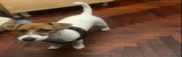 Jack Russell cani in regalo: Jak Russel - Annuncio 1