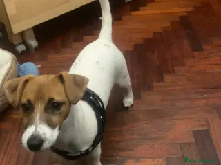 Jack Russell cani Jak Russel - Annuncio 1