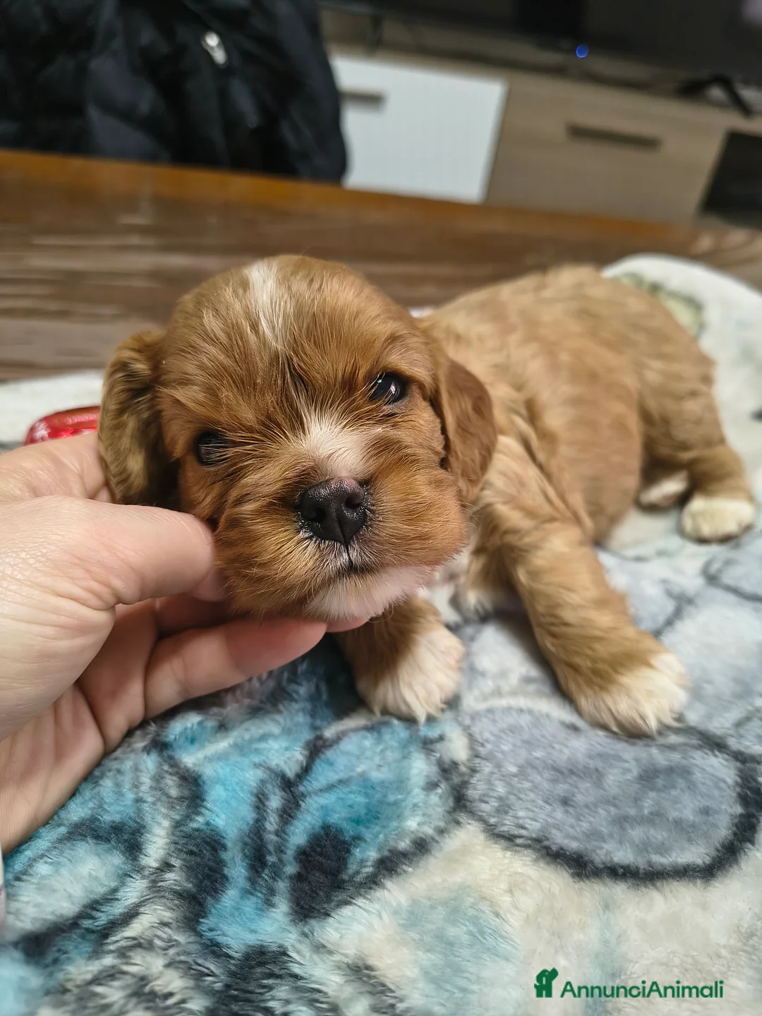 Cavalier King cani in vendita: Cuccioli di cavalier king Charles spaniel  a Provincia di Modena - Annuncio 3