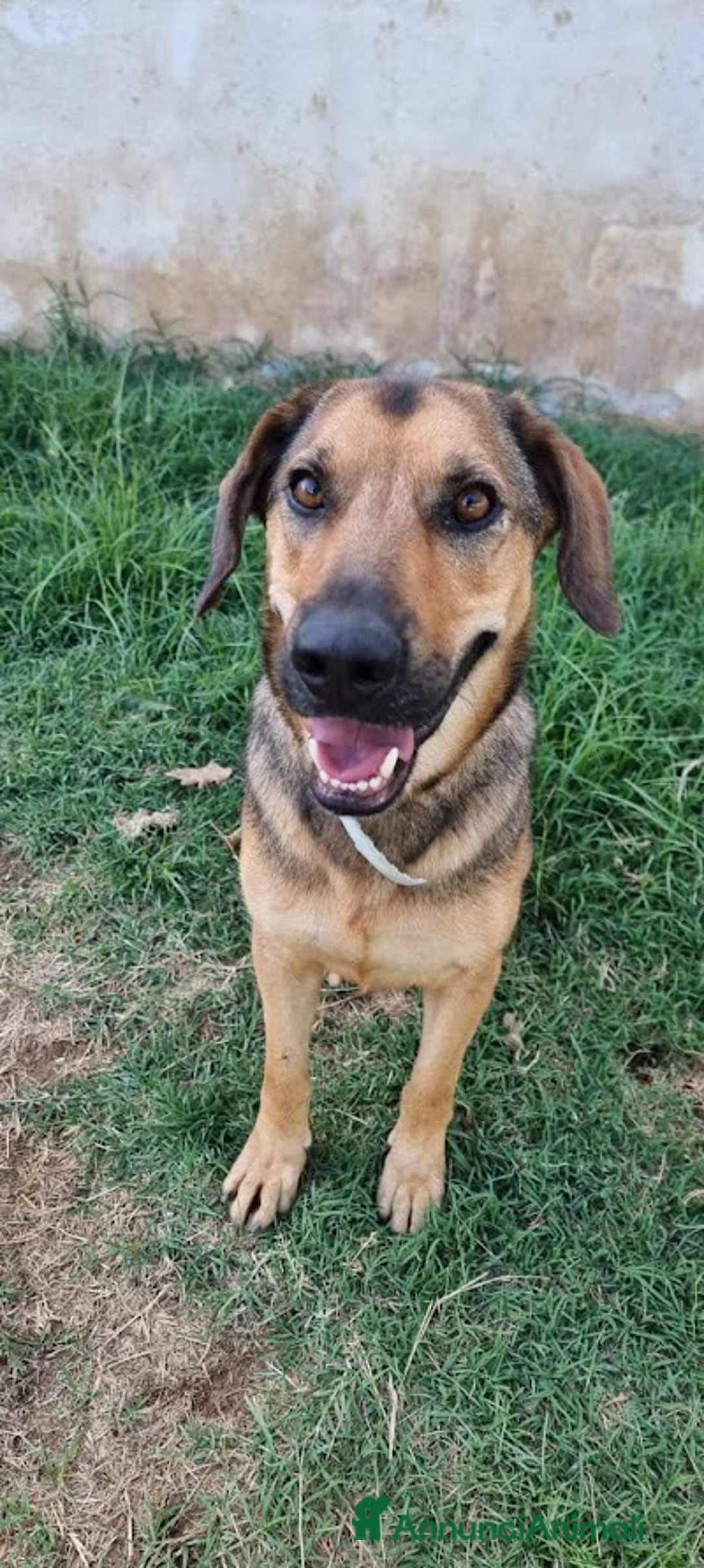 Meticcio cani in regalo: ARCHIMEDE, simil segugio, 3 anni di simpatia - Annuncio 1