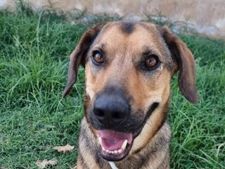 Meticcio cani ARCHIMEDE, simil segugio, 3 anni di simpatia - Annuncio 3