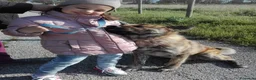 Meticcio cani in regalo: Meticcio giocarellone a Provincia di Macerata - Annuncio 1