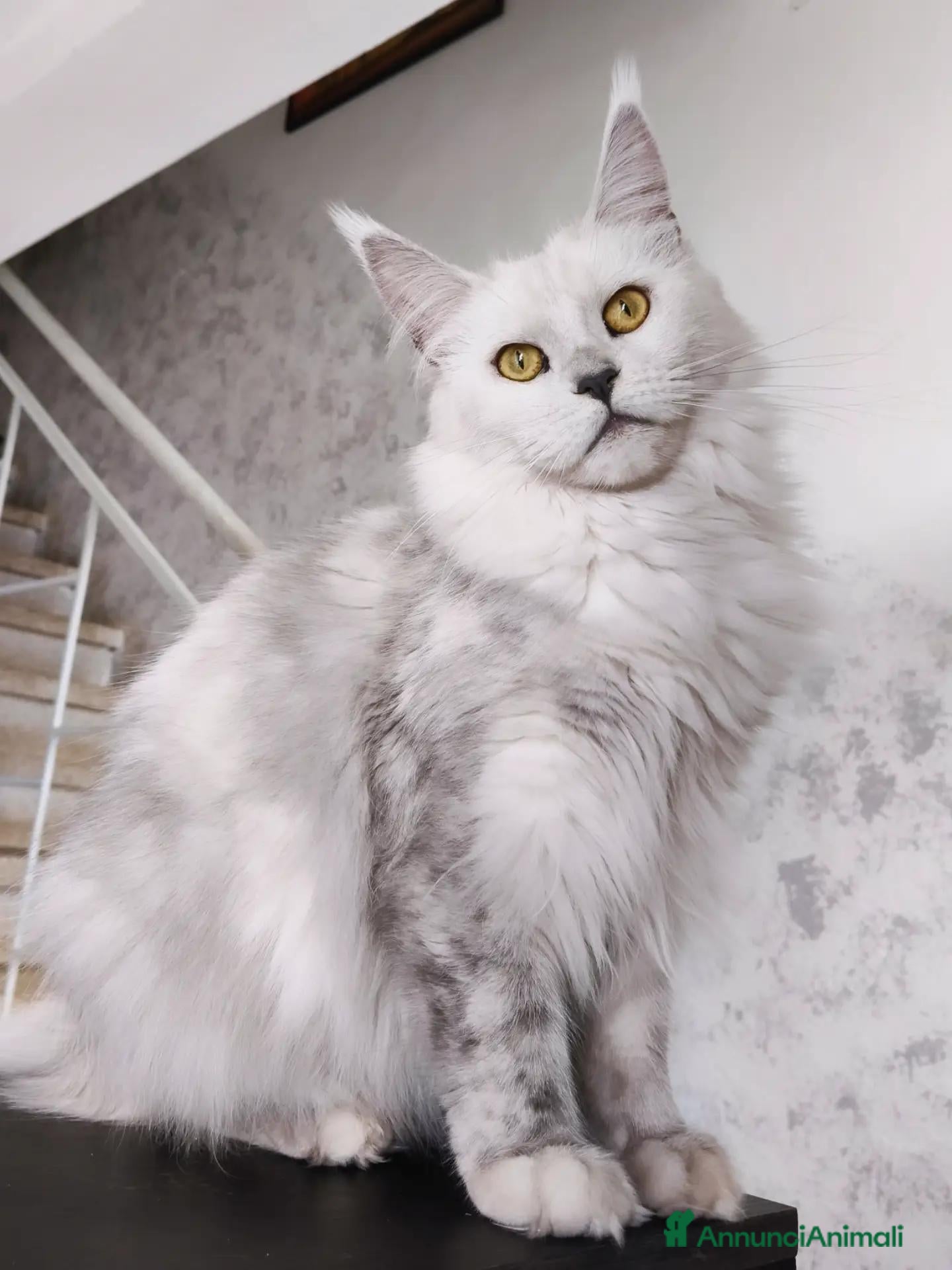 Maine Coon gatti Maine Coon black silver shaded sterilizzata - Annuncio 14