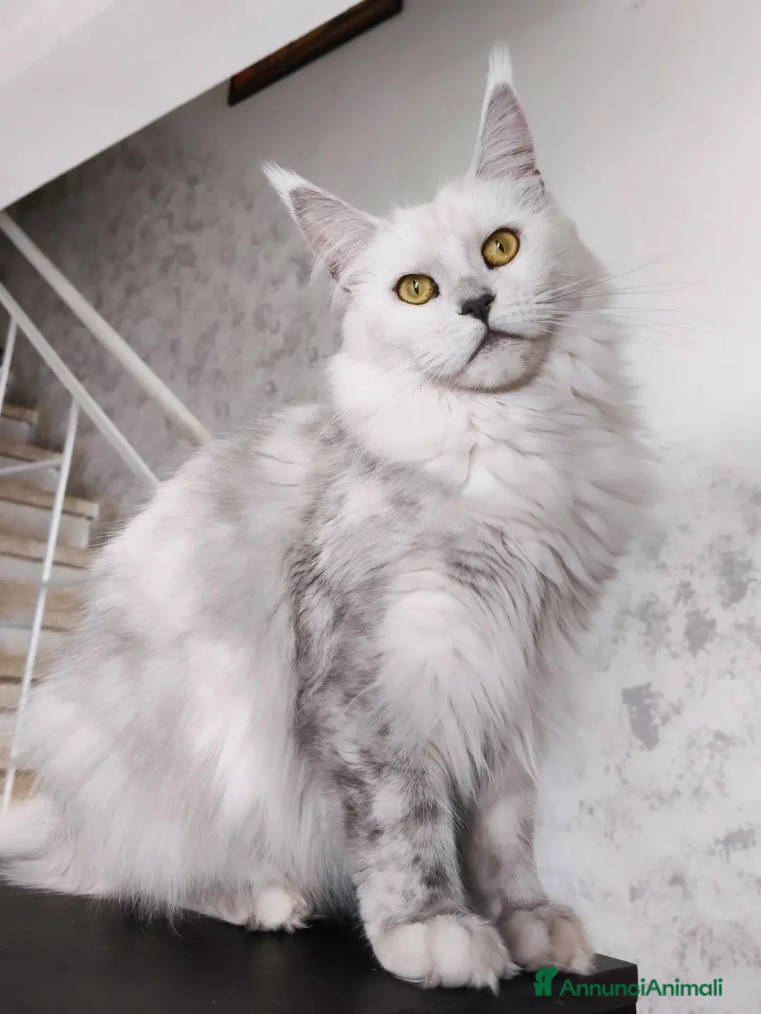 Maine Coon gatti in vendita: Maine Coon black silver shaded sterilizzata - Annuncio 1
