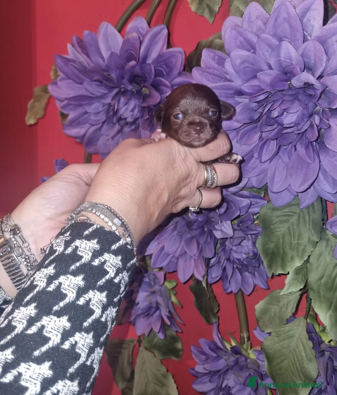 Chihuahua cani in vendita: Cuccioli chihuahua toy occhi azzurri - Annuncio 4