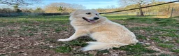 Meticcio cani in regalo: VANIGLIA bella timidina - Annuncio 5