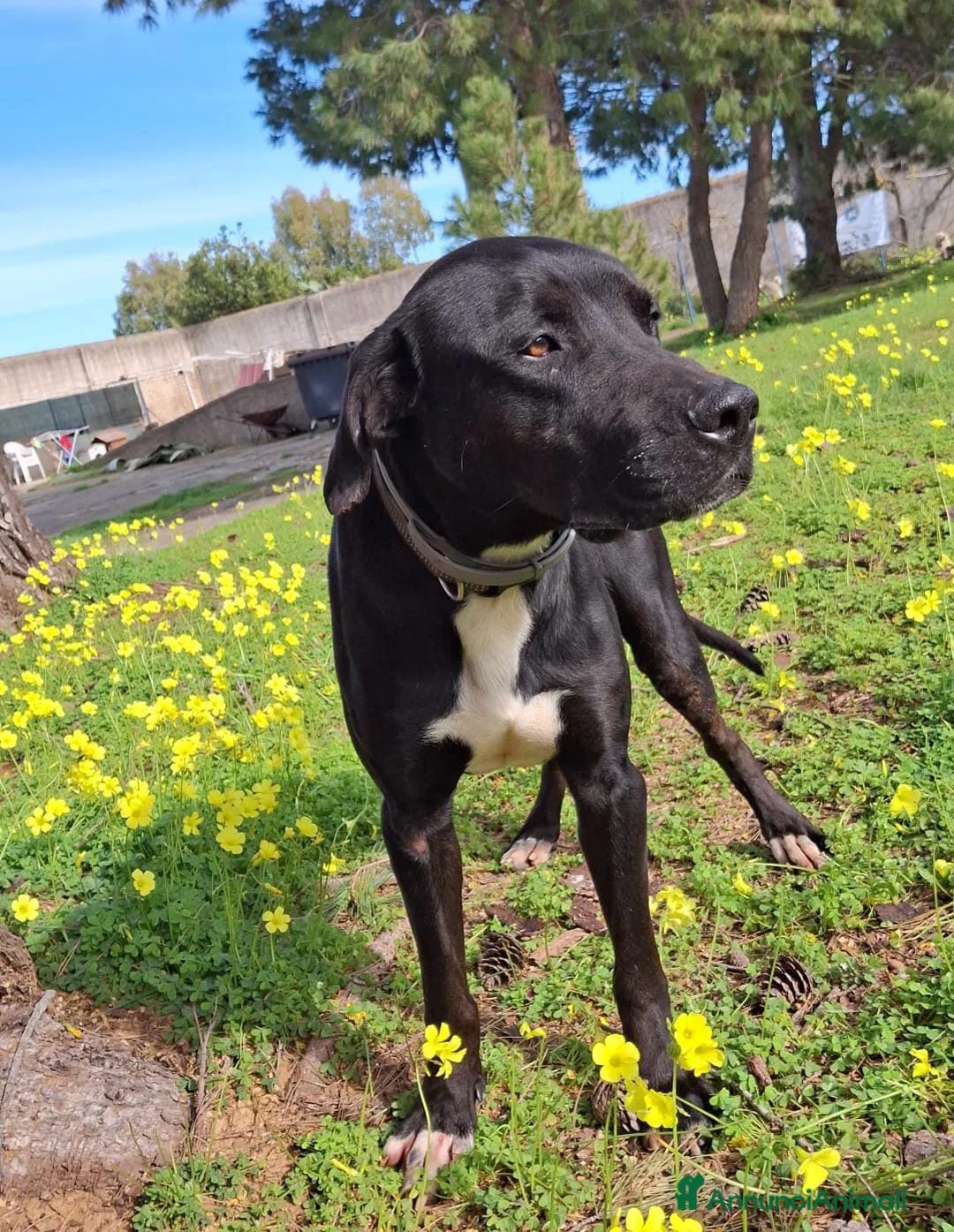 Meticcio cani in regalo: BENNY 💙 UNO DI QUEI CANI CHE FANNO CASA - Annuncio 2