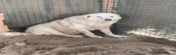 Pastore Abbruzzese Maremmano cani in vendita: Vendo causa trasloco a Provincia di Grosseto - Annuncio 2