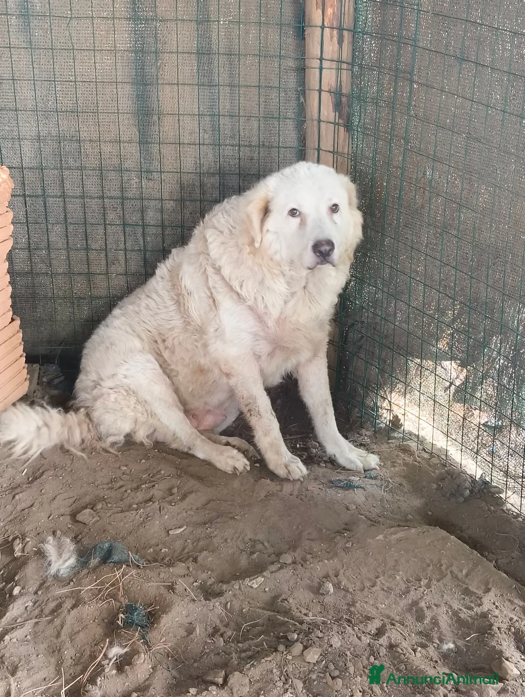 Pastore Abbruzzese Maremmano cani in vendita: Vendo causa trasloco a Provincia di Grosseto - Annuncio 2